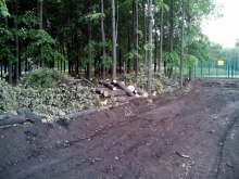 В Набережных Челнах в парке «Гренада» вырубают деревья